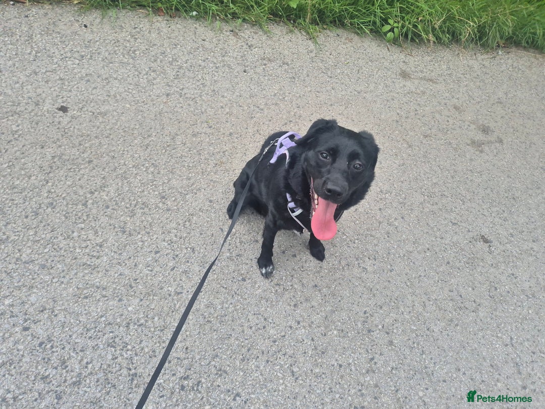Borador dogs for sale: 2 year old borador  - Image 2