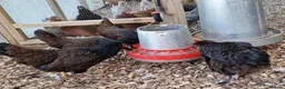 Chickens poultry for sale: Barnevelder chickens  - Advert 3