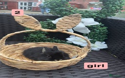 Mixed Breed rabbits for sale: 5 baby rabbits looking for thier forever home - Image 2