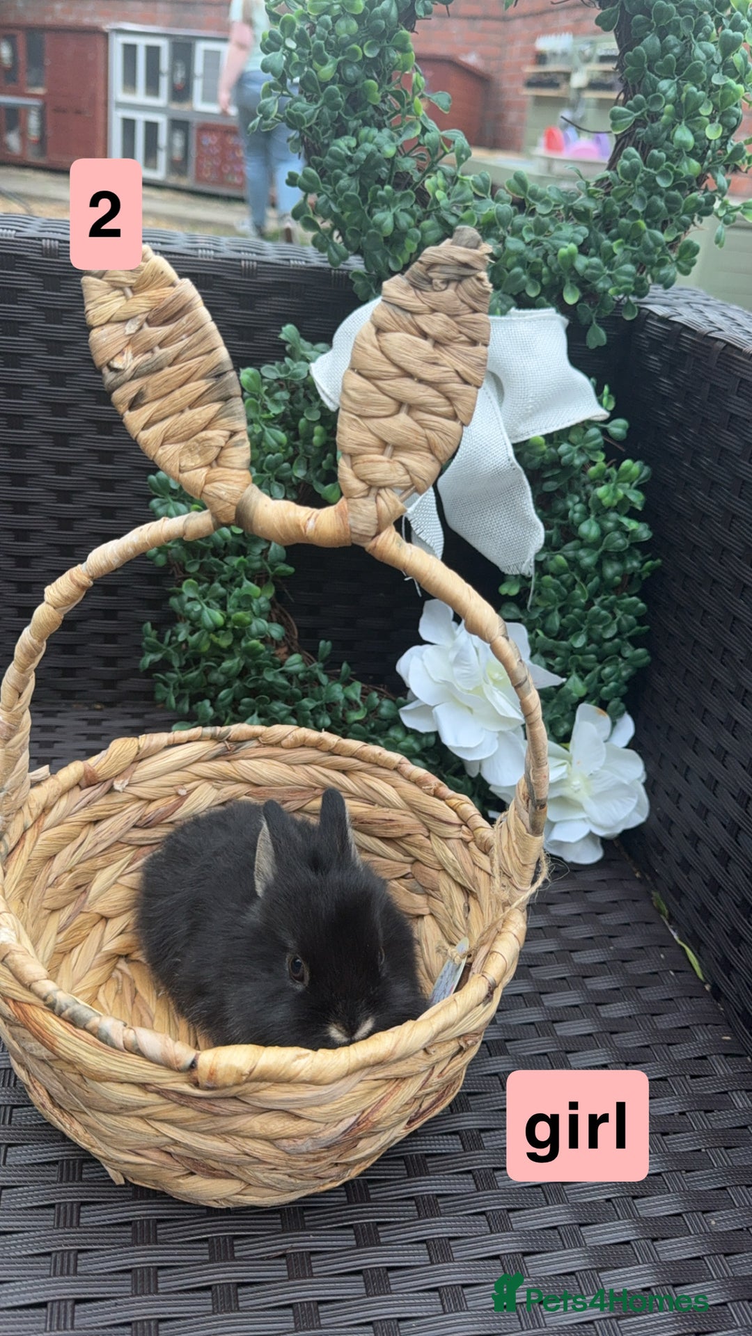 Mixed Breed rabbits for sale: 5 baby rabbits looking for thier forever home - Image 2