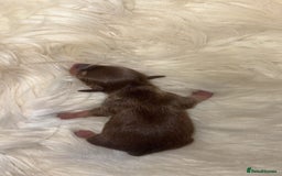 Chiweenie dogs for sale: Gorgeous Mini Dachshund X Puppies🐾 - Image 9