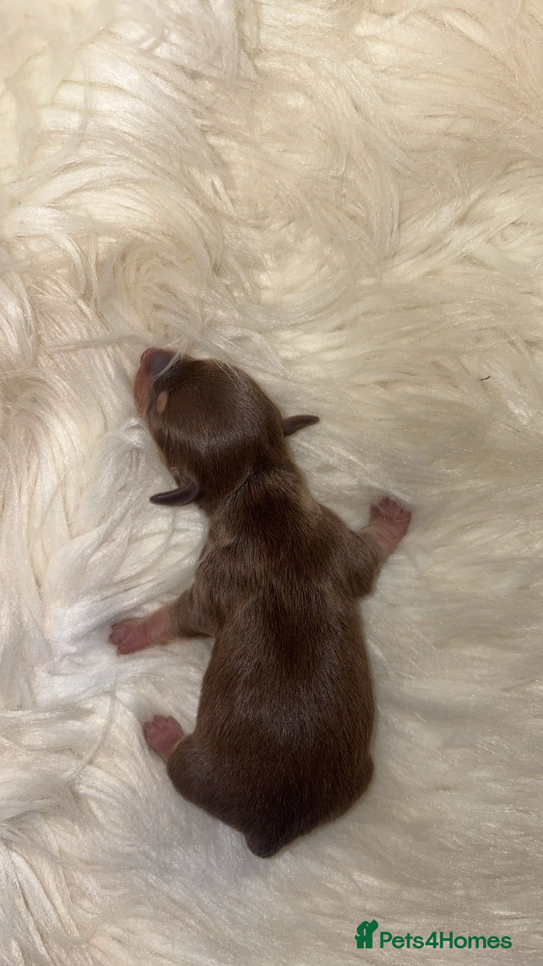 Chiweenie dogs for sale: Gorgeous Mini Dachshund X Puppies🐾 - Image 9
