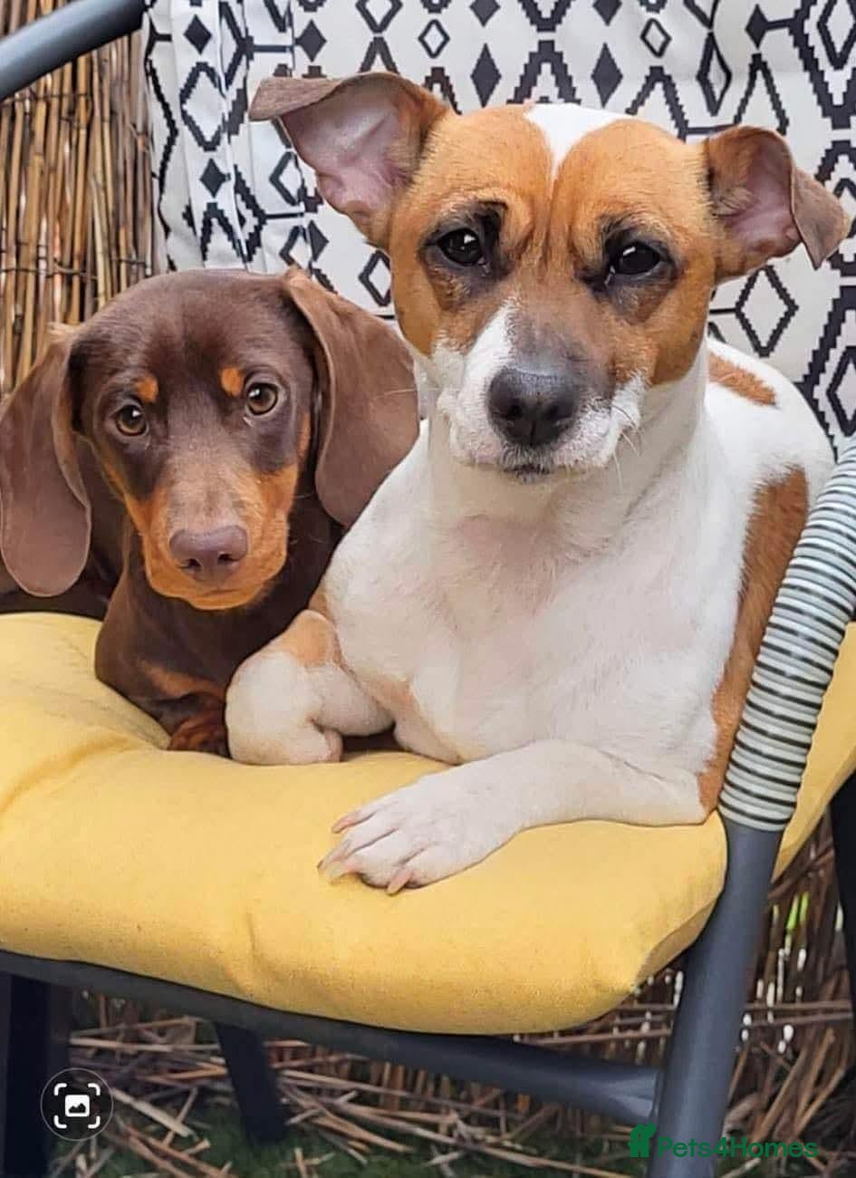 Jackshund dogs Jack Russell x miniature dachshund - Advert 2