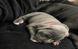 Staffordshire Bull Terrier dogs for sale: secured-blue english staffordshire bull-terriers - Image 2