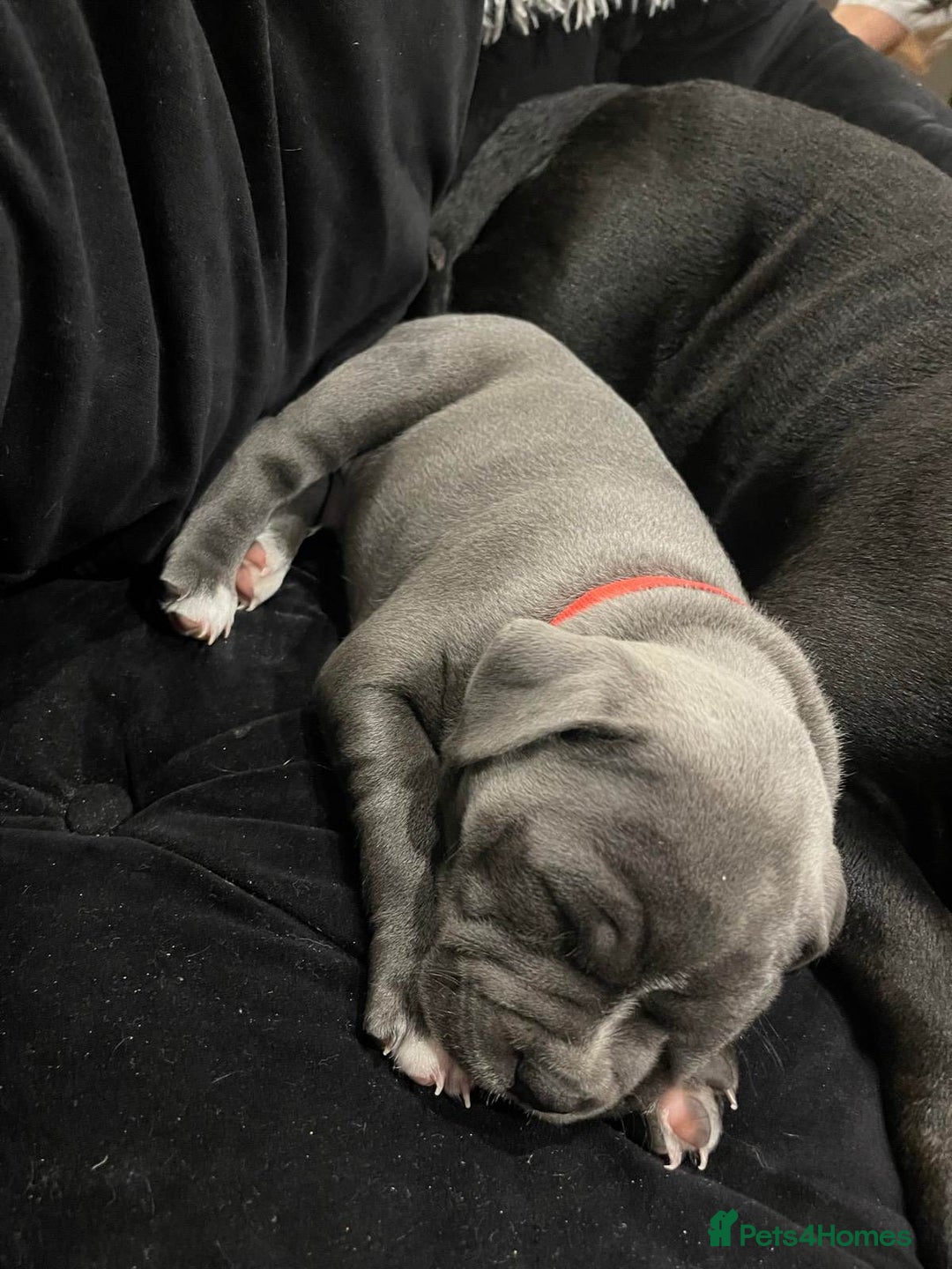 Staffordshire Bull Terrier dogs for sale: secured-blue english staffordshire bull-terriers - Image 2