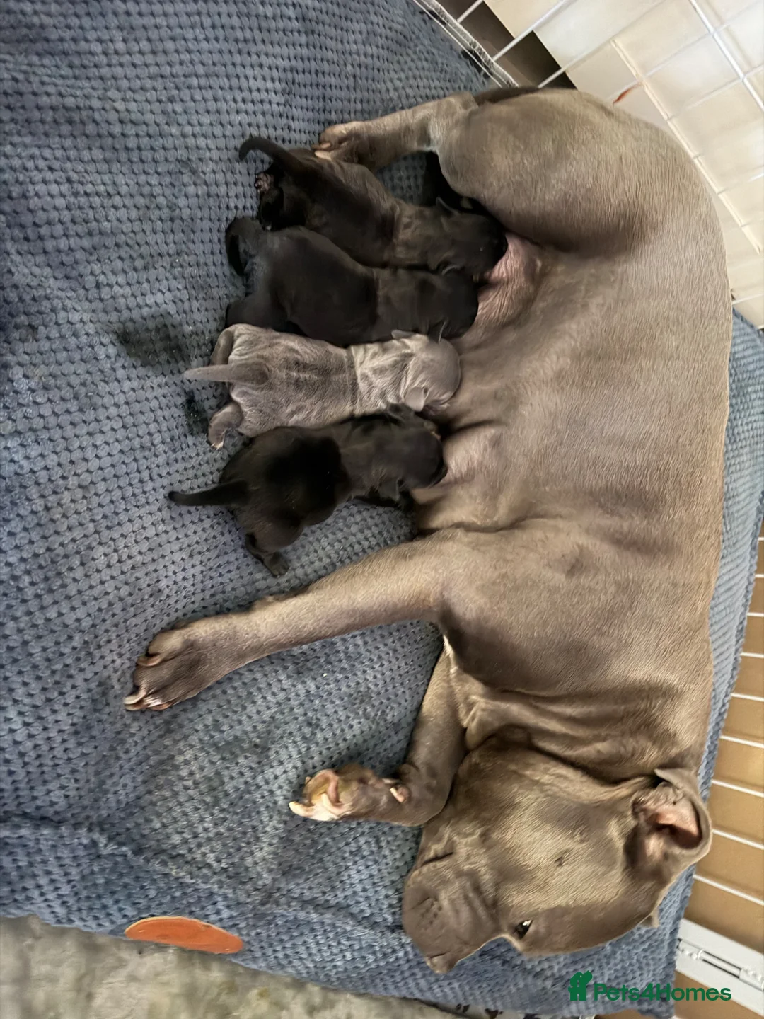 Staffordshire Bull Terrier dogs for sale: KC Staffordshire Bull Terrier Puppies - Advert 1