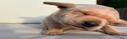 Labrador Retriever dogs for sale: KC Registered Labrador Puppies in Salisbury - Advert 2