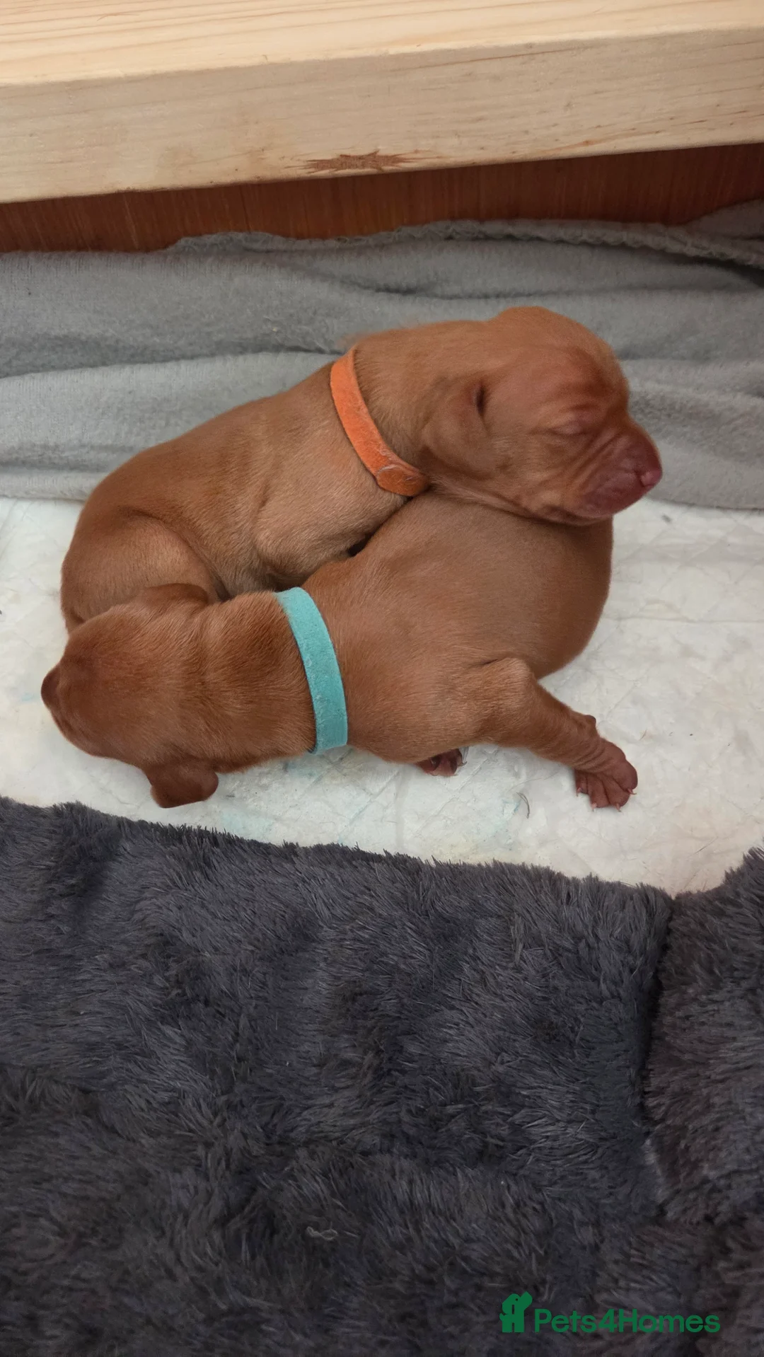 Hungarian Vizsla dogs for sale: 🧡 Hungarian Vizslas. Exceptional pedigrees 🧡 - Advert 25