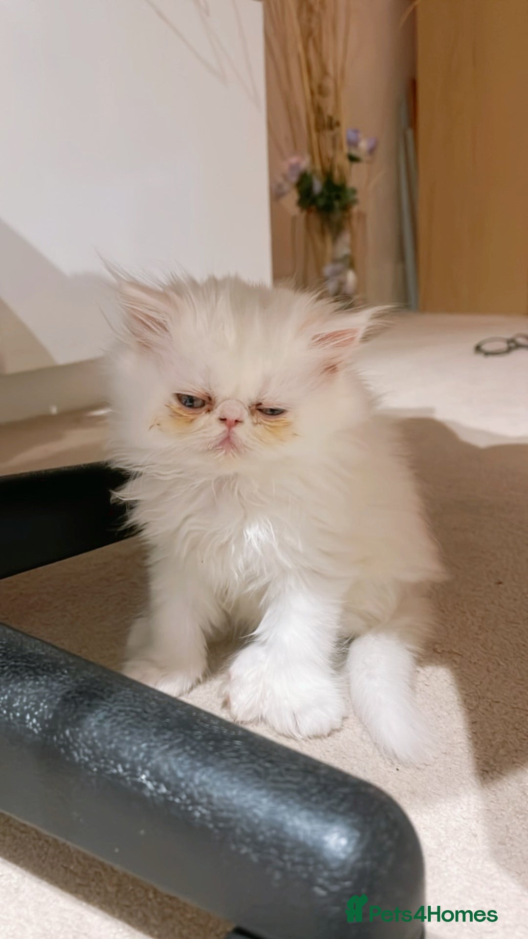 Persian cats for sale: ☆🕯️🏮 🍃Persian doll face kitten - ready now  - Advert 6