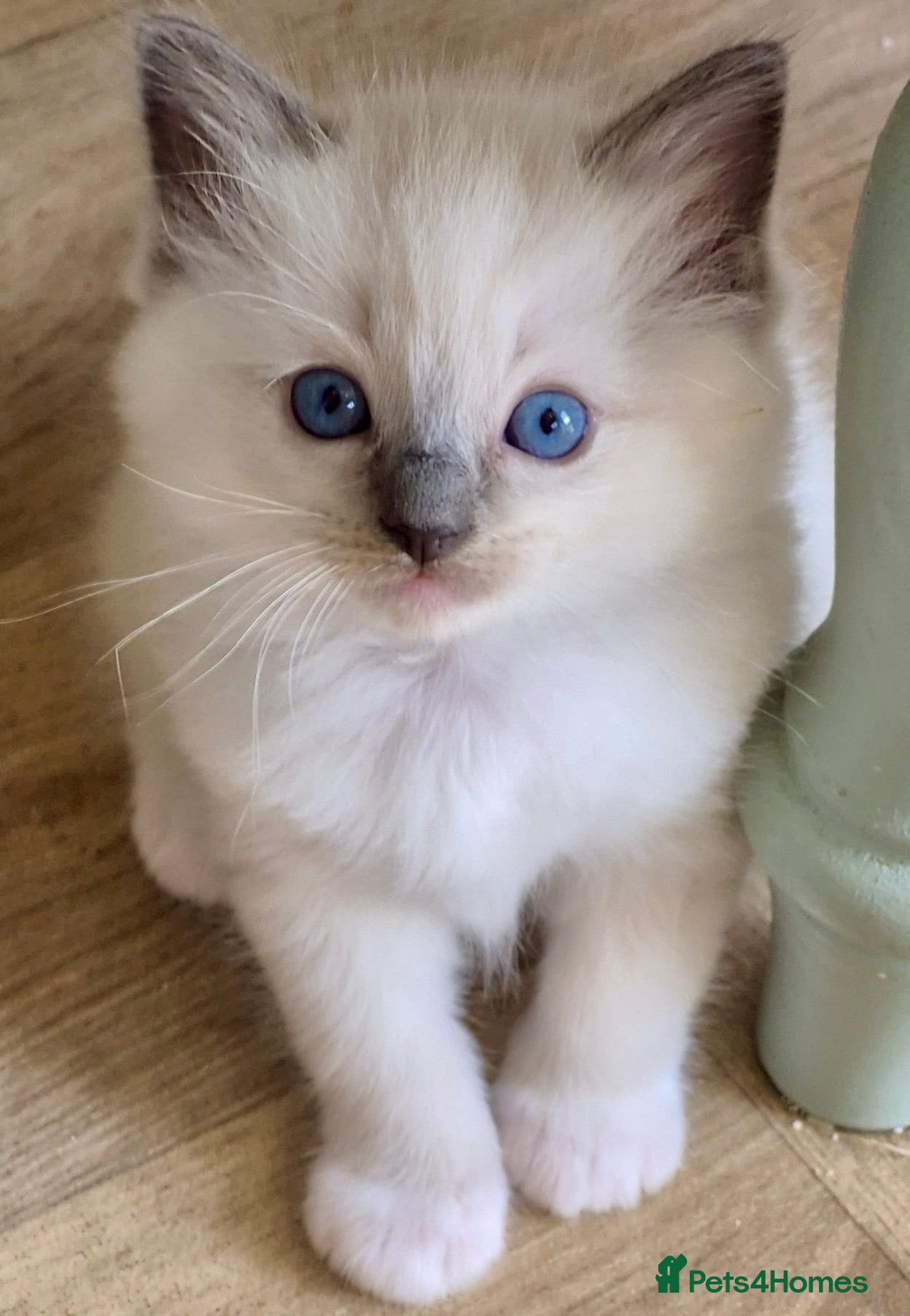 Ragdoll cats Fluffy Ragdoll kittens 💙🩷 - Advert 1