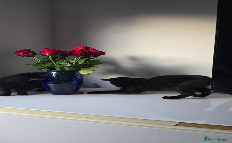 Mixed Breed cats - Advert 3