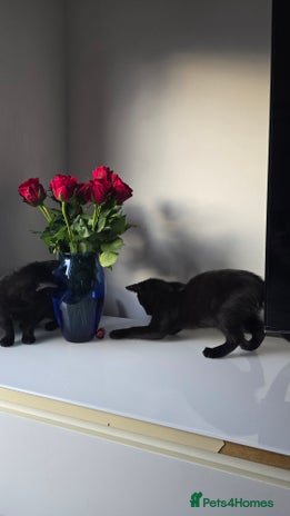 Mixed Breed cats - Advert 1