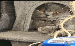 British Shorthair cats for sale: Beautiful Male British Shorthair for Sale – "Sky" - Image 3