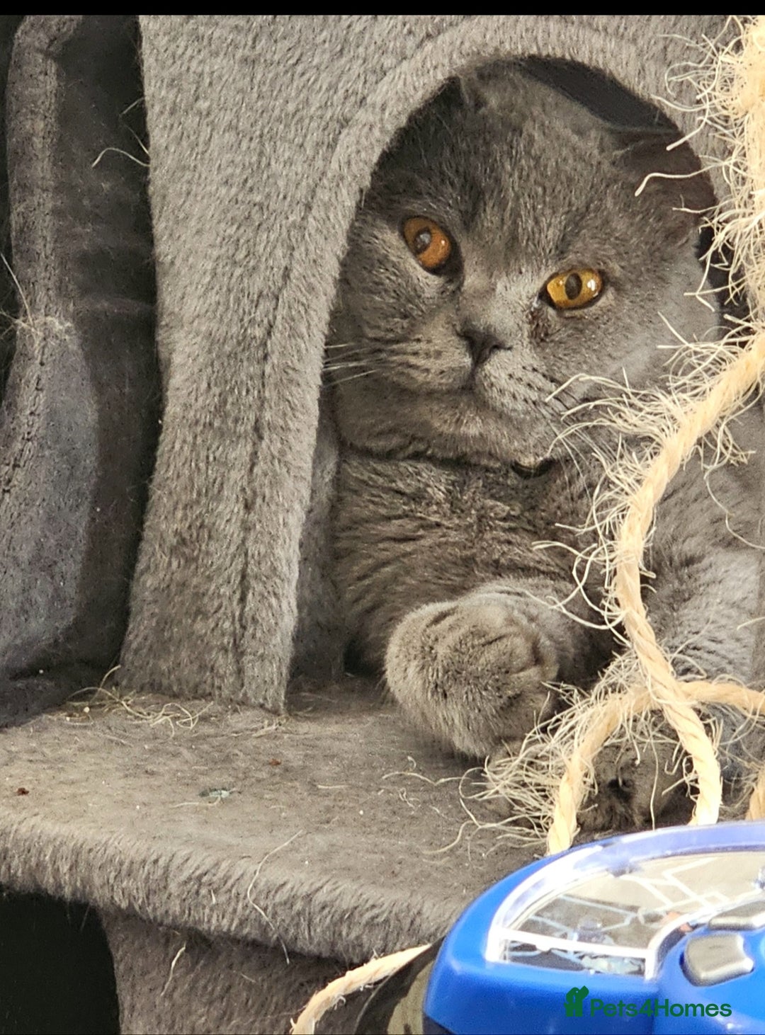 British Shorthair cats for sale: Beautiful Male British Shorthair for Sale – "Sky" - Image 3