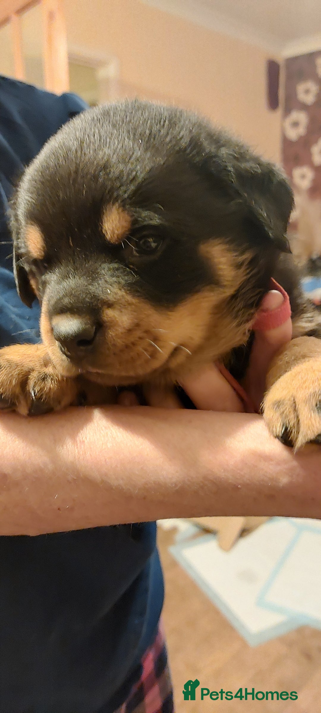 Rottweiler dogs for sale: Kc registered chunky pups - Advert 10