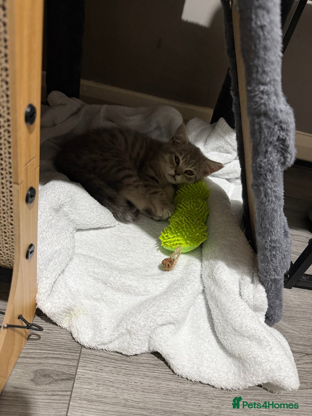 British Shorthair cats for sale: BSH Kitten Bean - Image 29
