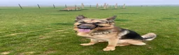 German Shepherd dogs for sale: Benji in Louth - Advert 1