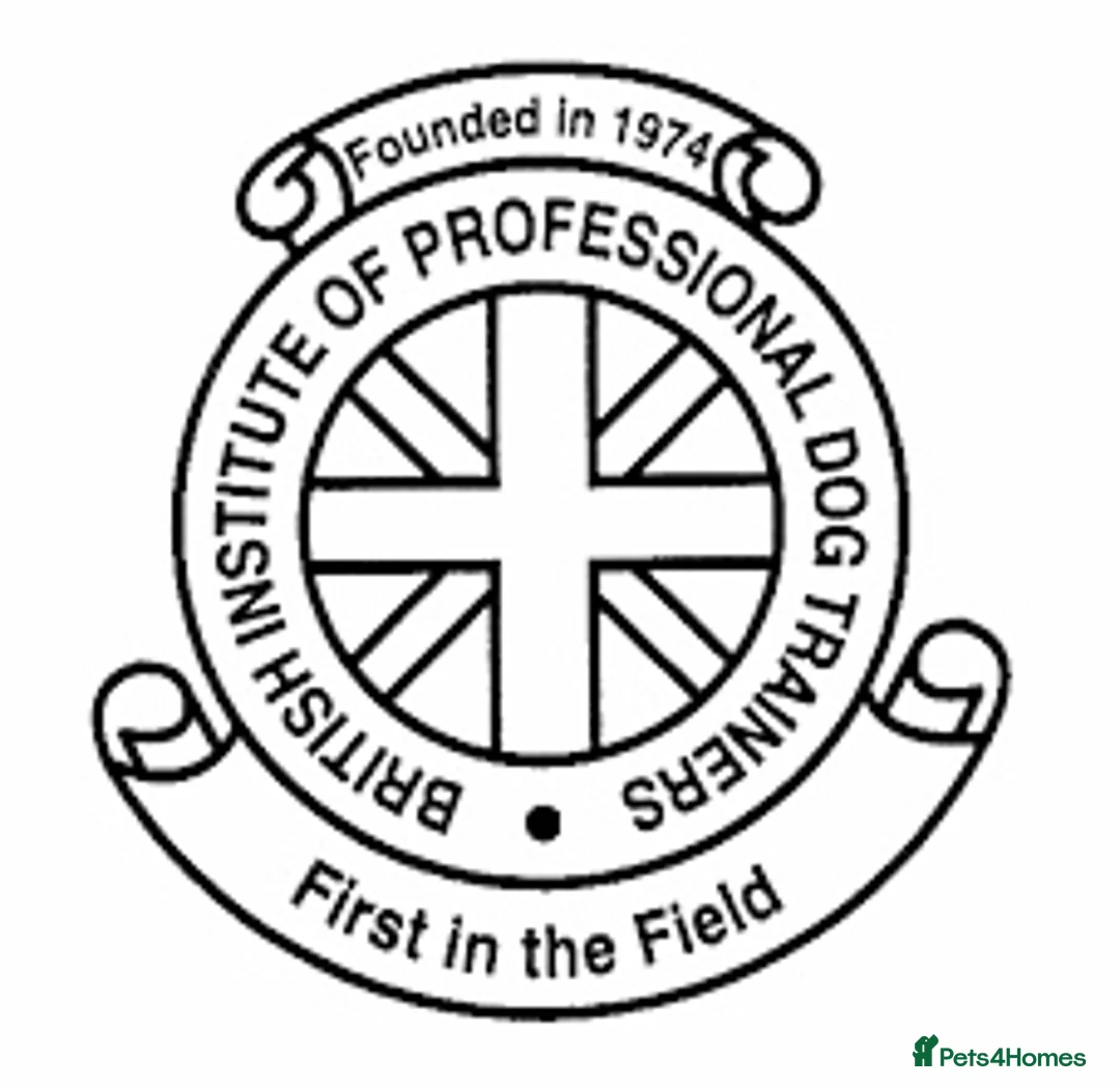 Mini Goldendoodle dogs for sale: F1 pups via a LICENSED BREEDER & POLICE K9 TRAINER - Advert 24