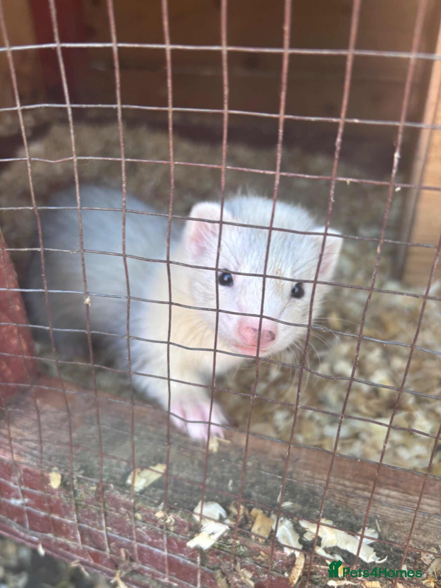 Ferret rodents 5jills 1hob - Advert 1