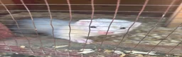 Ferret rodents for sale: 5jills 1hob in Doncaster - Advert 1