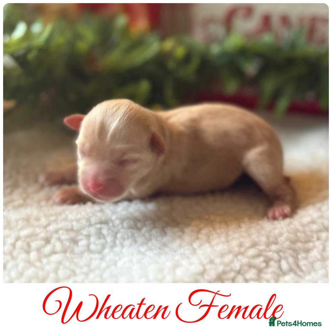 Miniature Schnauzer dogs for sale: KC BVA H/T Wheaten, Chocolate Parti Mini Schnauzer in Castleford - Advert 9