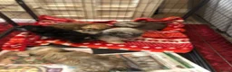 Shihpoo dogs for sale: shihpoo puppies for sale  - Advert 29