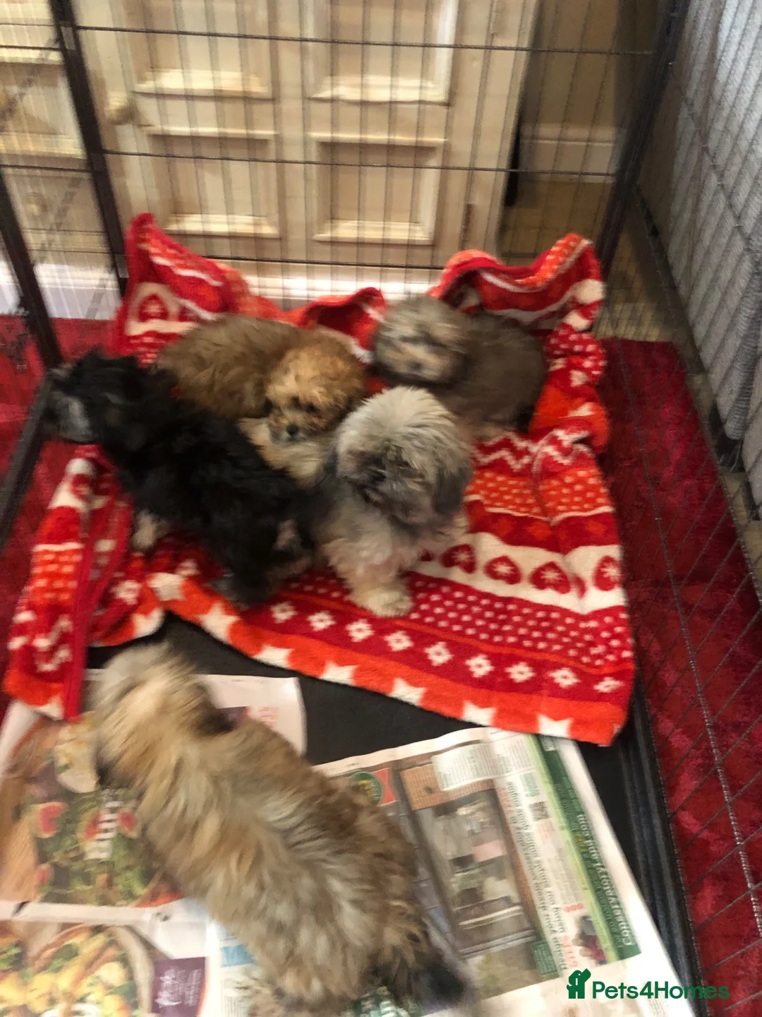 Shihpoo dogs for sale: shihpoo puppies for sale  - Advert 29