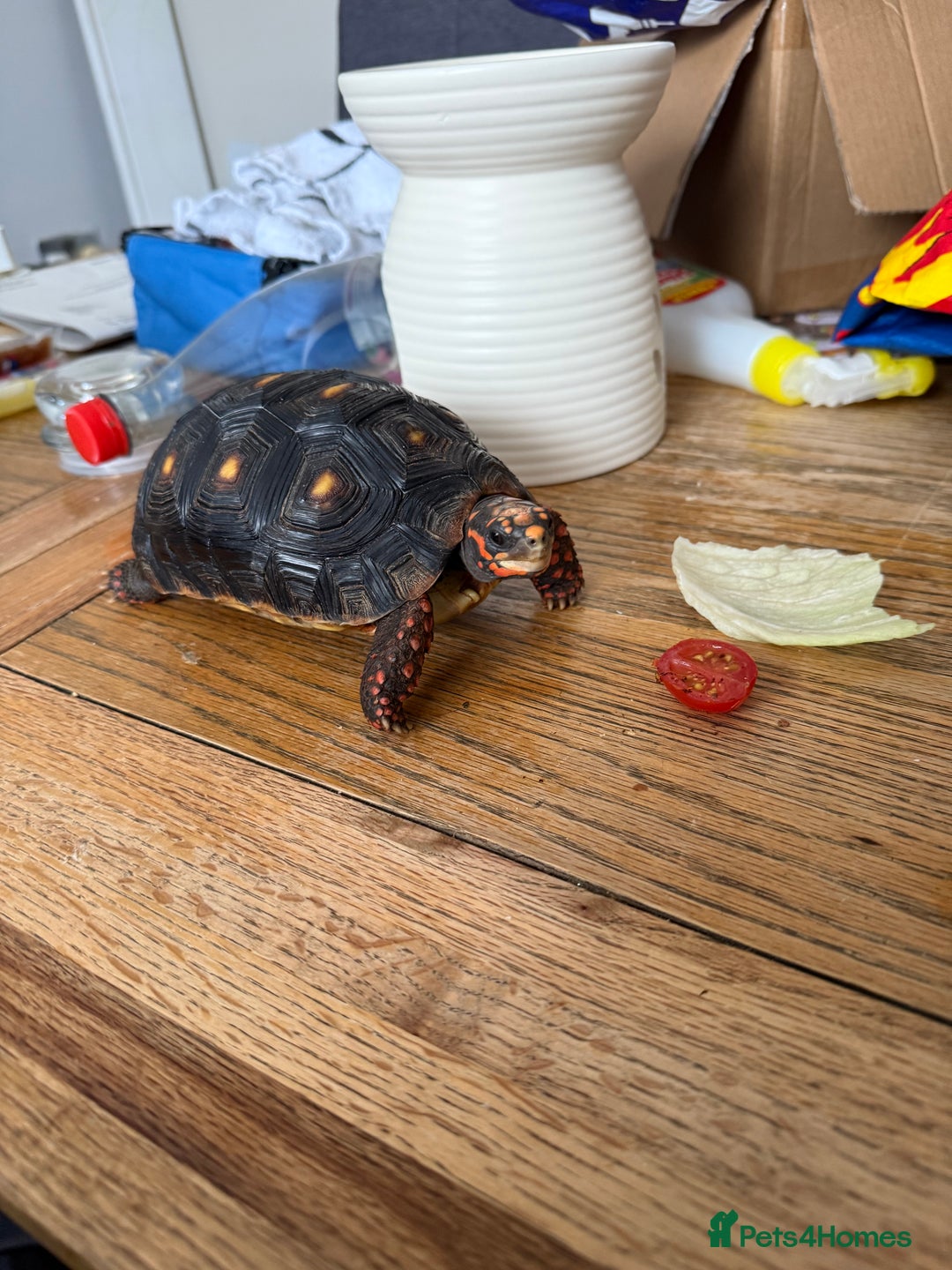 Tortoise reptiles for sale: 2 year old red footed tortoise and set up  - Advert 5