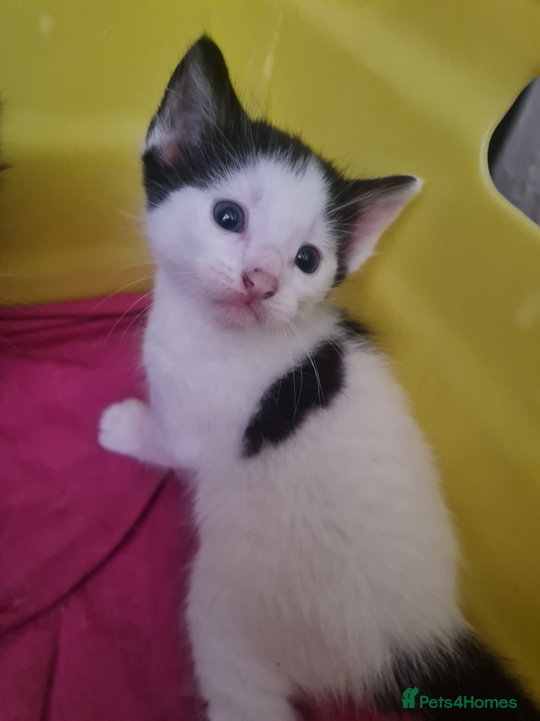 European cats for sale: 6 Kittens ready to find their new homes!! - Image 5