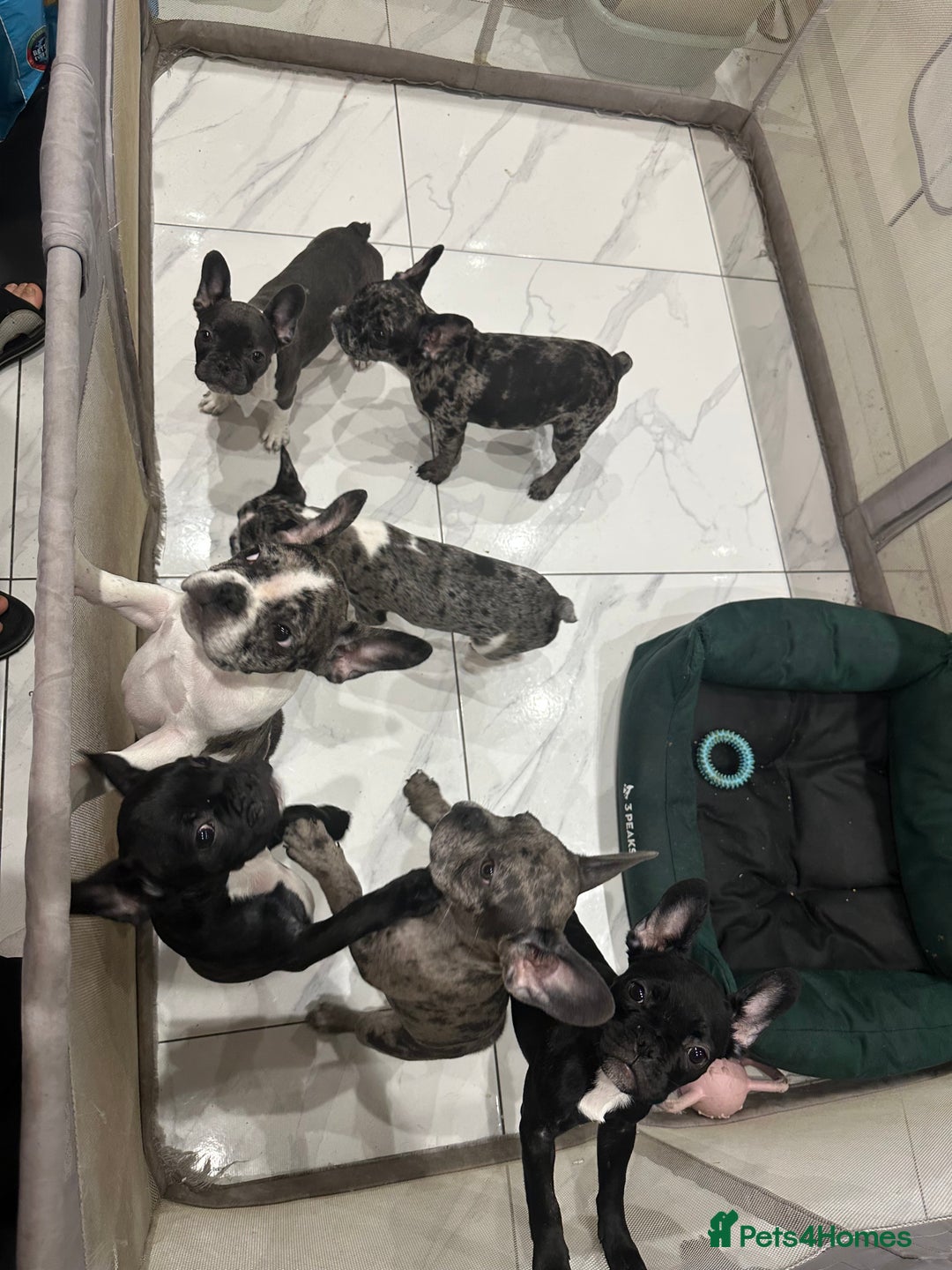 French Bulldog dogs for sale: French Bulldog Puppies for sale  - Advert 4