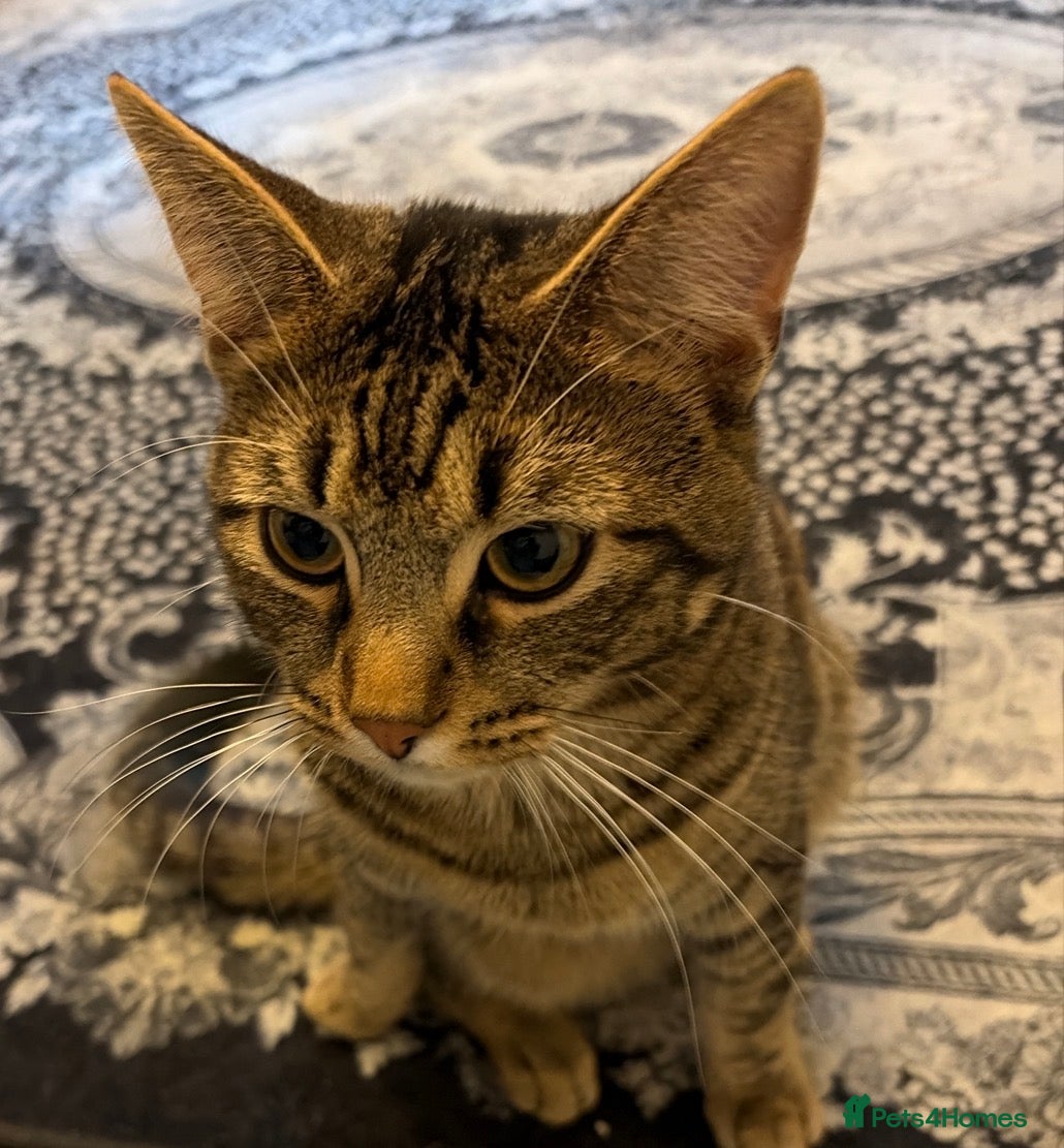 Mixed Breed cats Mufsa - Advert 2