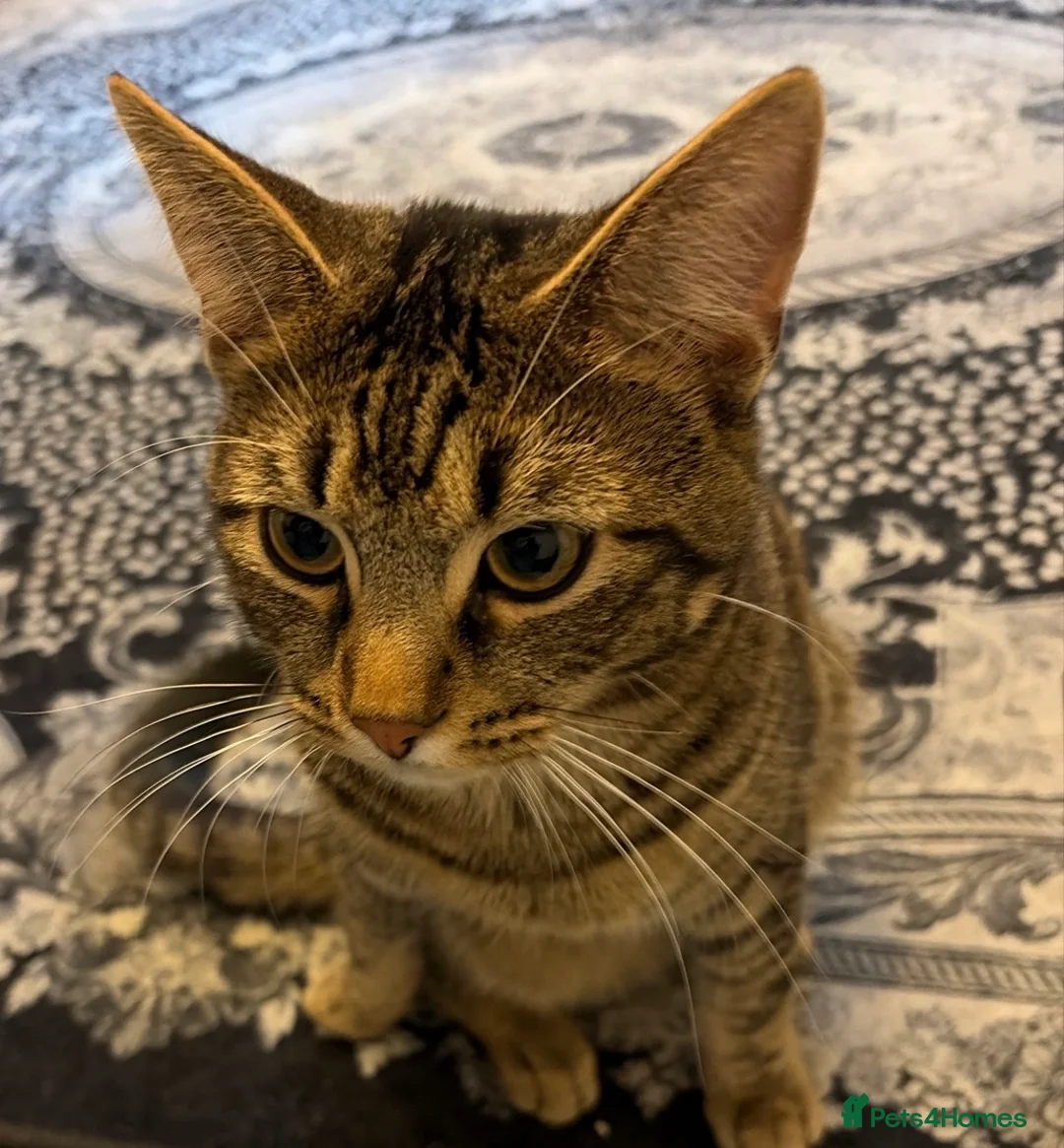 Mixed Breed cats for sale: Mufsa in Hounslow - Advert 1