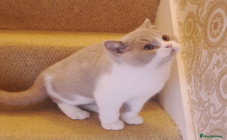 British Shorthair cats - Advert 2