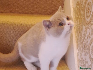 British Shorthair cats - Advert 8