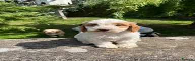 Cockapoo 9