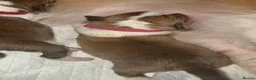 Saint Bernard dogs for sale: Saint Bernard puppies  in Cleethorpes - Advert 9