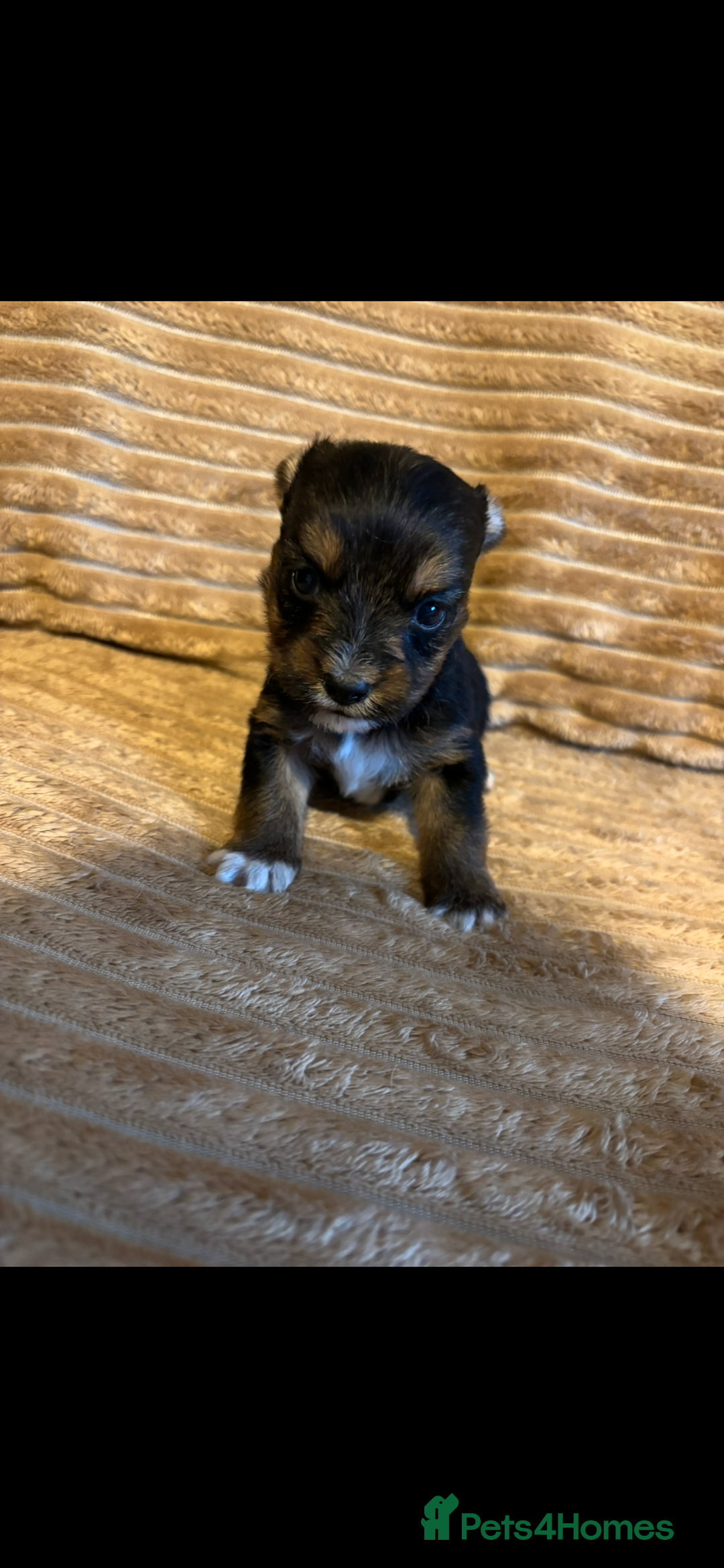 Yorkshire Terrier dogs for sale: Yorkshire terrier boy puppy  - Advert 3