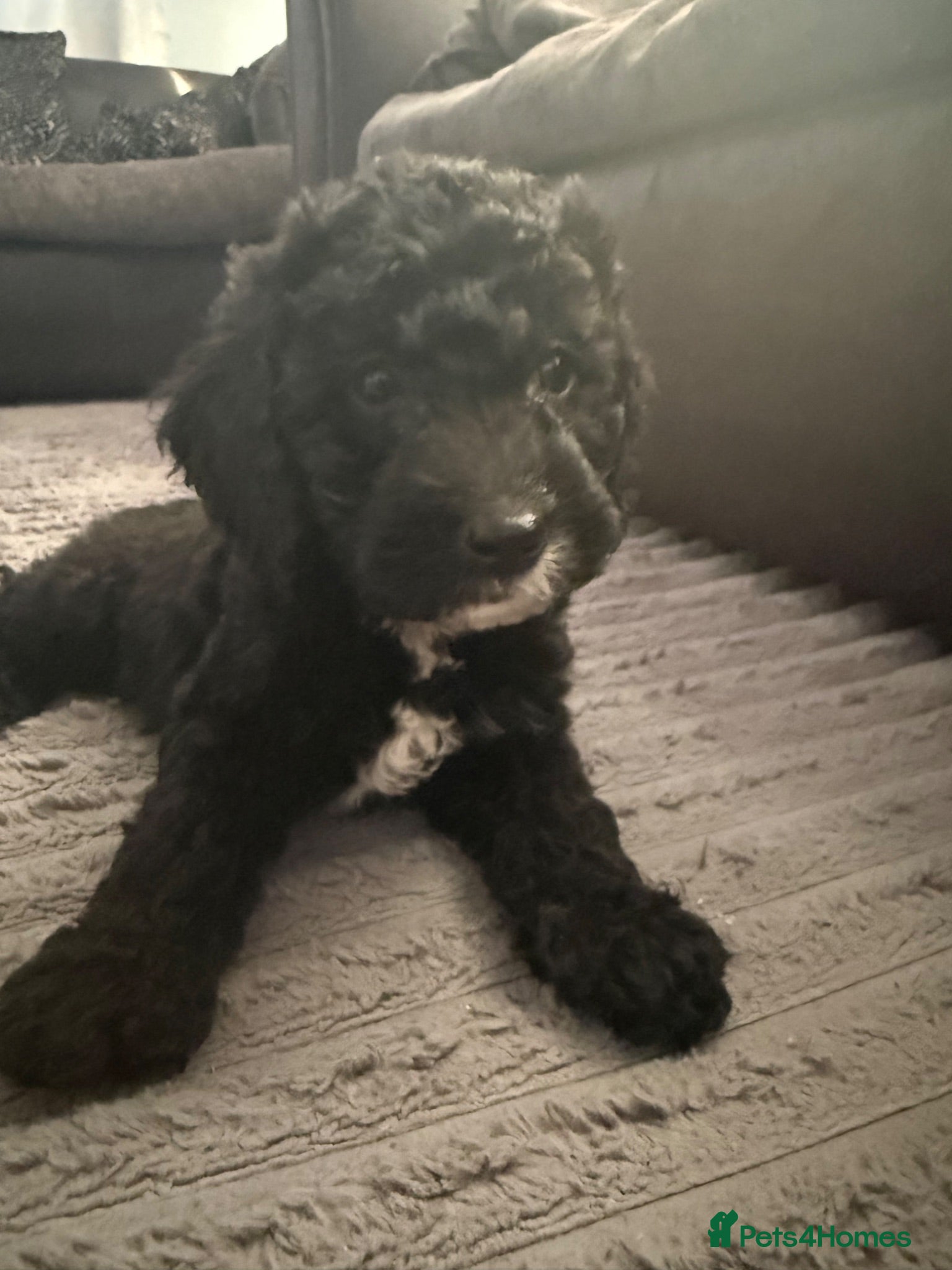Cockapoo dogs READY NOW 2 lovely boys  - Advert 6