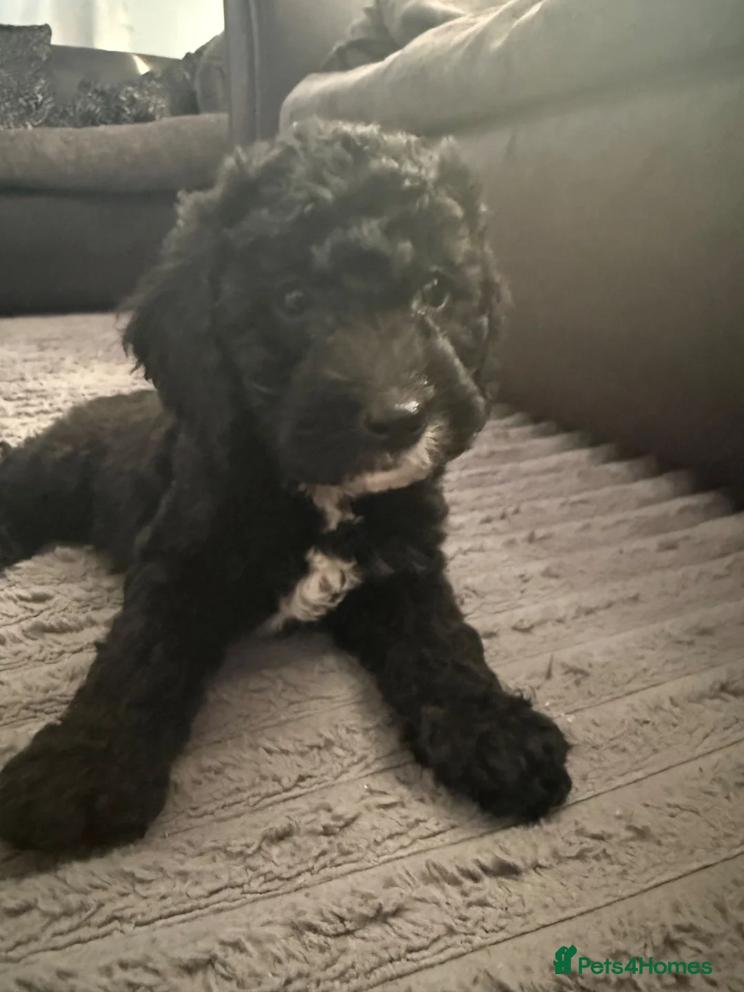 Cockapoo dogs for sale: READY NOW 2 lovely boys  - Advert 1