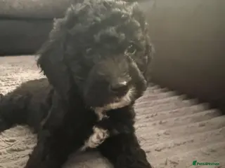 Cockapoo dogs READY NOW 2 lovely boys - Advert 1