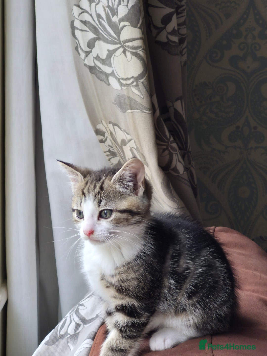 Mixed Breed cats for sale: Tabby male kitten - Advert 4