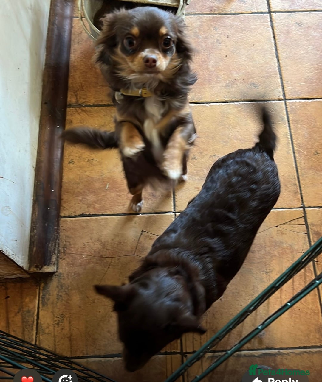 Chihuahua dogs for sale: Rare chocolate chihuahua puppies - Image 9
