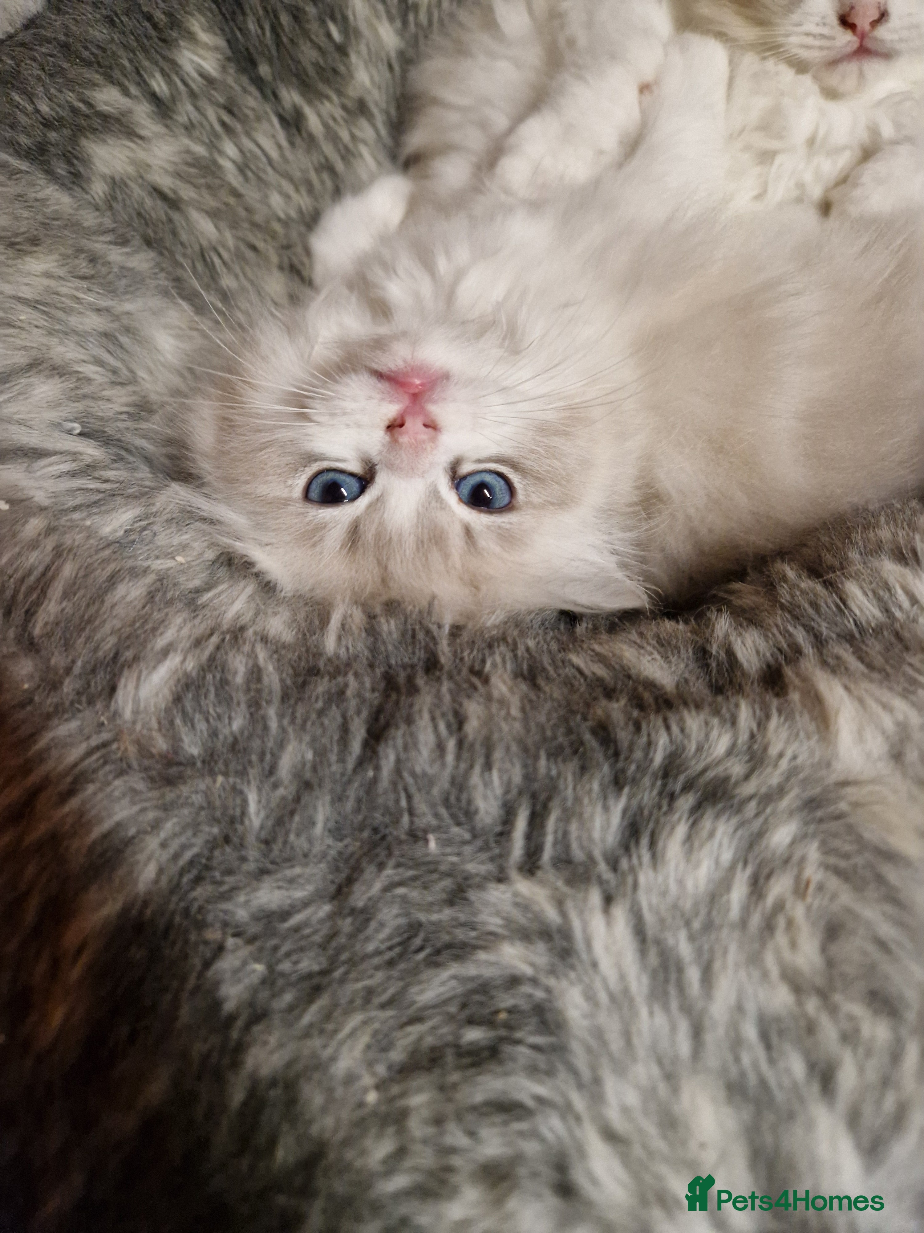 Ragdoll cats Show quality Ragdoll kittens  - Advert 10