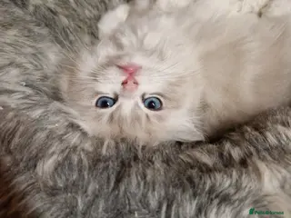 Ragdoll cats Show quality Ragdoll kittens - Advert 10