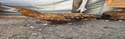 Chickens poultry for sale: Orpington and speckled Sussex  - Advert 1