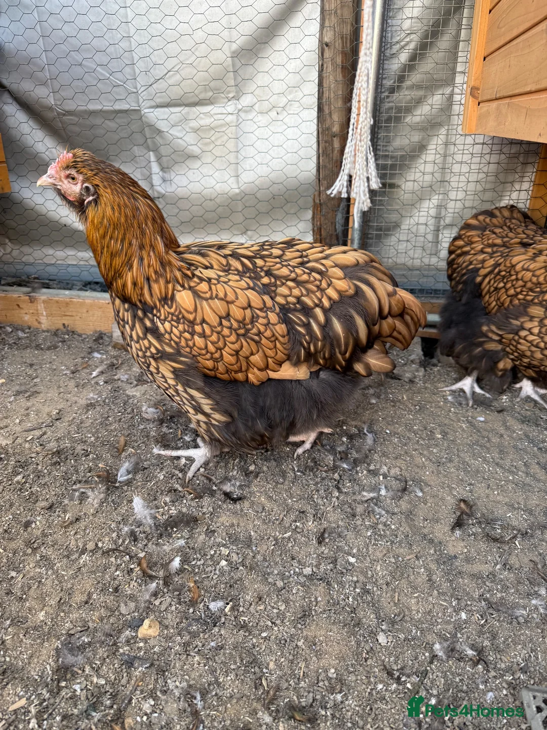 Chickens poultry for sale: Orpington and speckled Sussex  - Advert 1