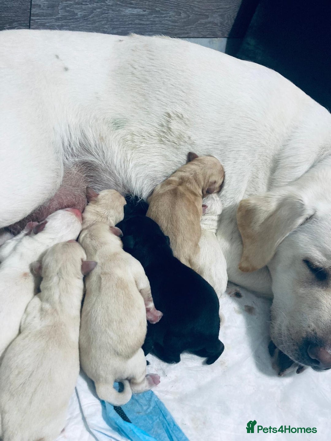 Labrador Retriever dogs for sale: 3 Color KC Labrador retriever 24.12 ready go  - Image 1