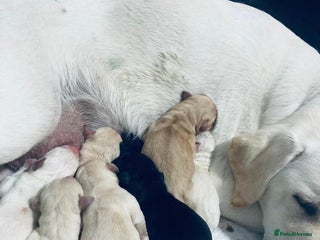 Labrador Retriever dogs - Advert 16