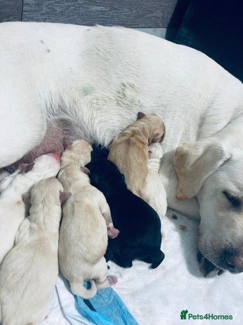 Labrador Retriever dogs - Advert 1