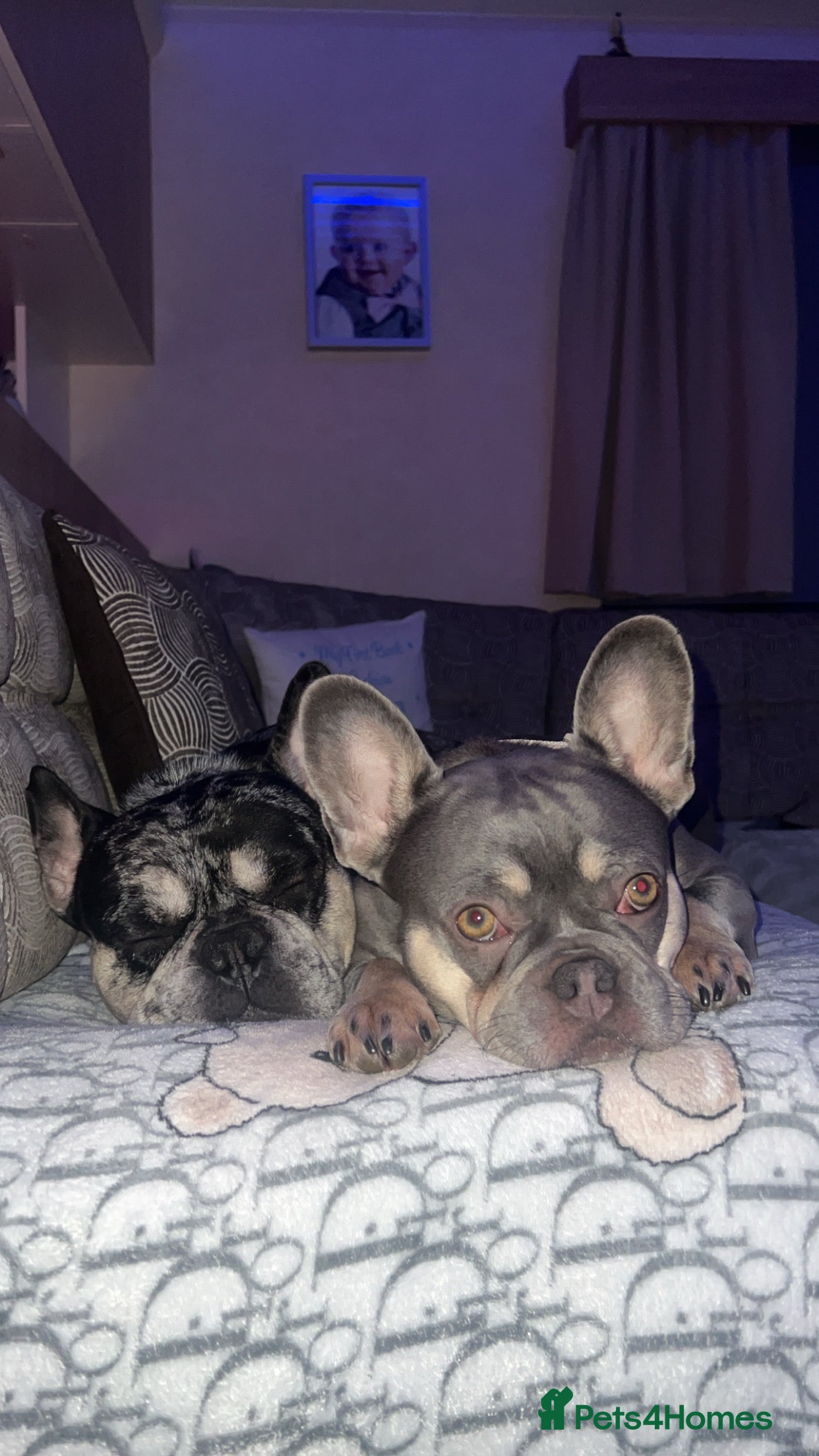 French Bulldog dogs 2 beautiful freindly french bulldogs for rehome  - Advert 8